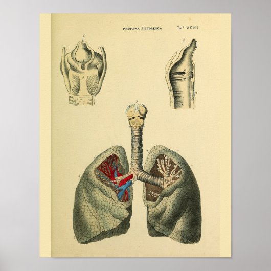 Trachea Anatomie Kunst Print Poster (Vorne)