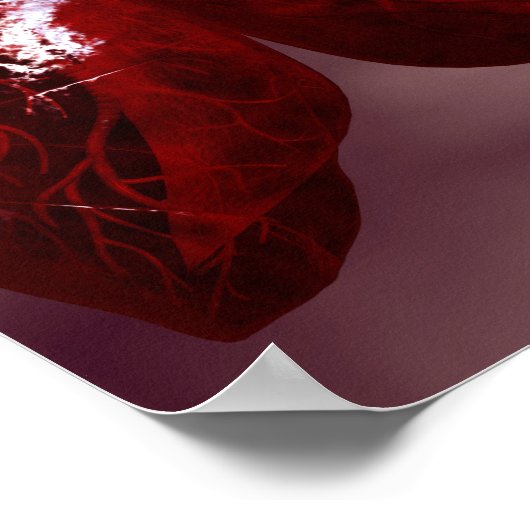 Trachea Kreuzabschnitt mit Lungen Poster (Ecke)