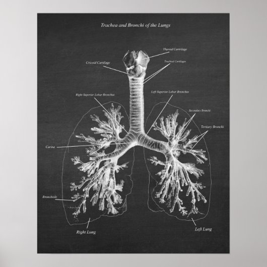 Trachea und Bronchi der Lungenanatomie Art Deco Poster (Vorne)