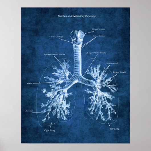 Trachea und Bronchi der Lungenanatomie Art Deco Poster (Vorne)
