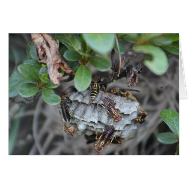 Tracker Jackers (Vorderseite (Horizontal))