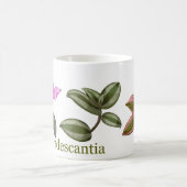 Tradescantia 2 kaffeetasse (Mittel)