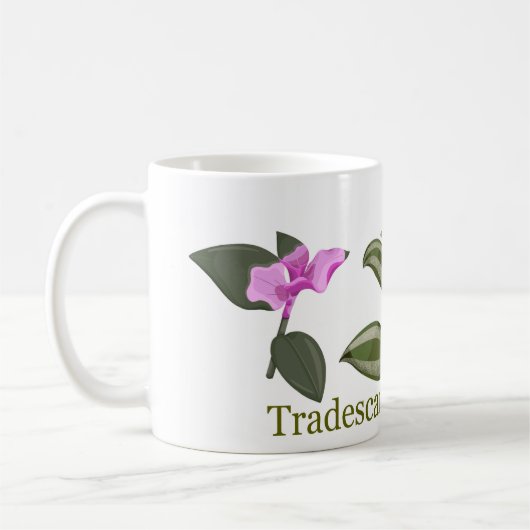 Tradescantia 2 kaffeetasse (Links)