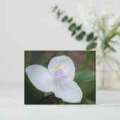 Tradescantia Andersoniana 'Osprey' Blume Postkarte (Stehend Vorderseite)