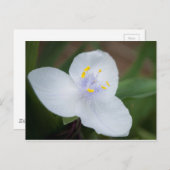 Tradescantia Andersoniana 'Osprey' Blume Postkarte (Vorne/Hinten)