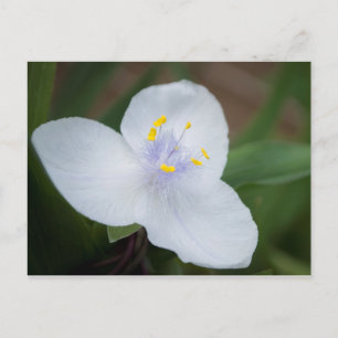 Tradescantia Andersoniana 'Osprey' Blume Postkarte