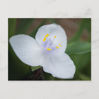 Tradescantia Andersoniana 'Osprey' Blume Postkarte