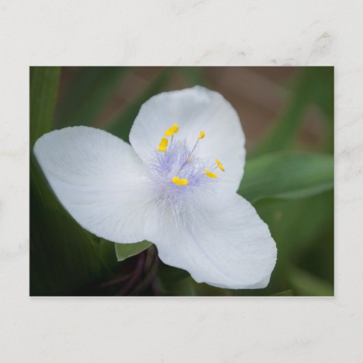 Tradescantia Andersoniana 'Osprey' Blume Postkarte (Vorderseite)