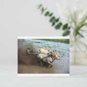 Traditionelle Bullenrennen in Reisfeldern Sumatra Postkarte (Stehend Vorderseite)