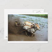 Traditionelle Bullenrennen in Reisfeldern Sumatra Postkarte (Vorne/Hinten)