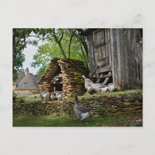 Traditionelle Foie Gras Gänse Postkarte (Vorderseite)