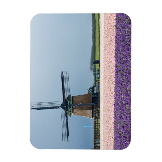 Traditionelle Windmühle mit rosa und violetten Blu Magnet (Vertikal)