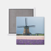 Traditionelle Windmühle mit rosa und violetten Blu Magnet (Vorderseite/Rückseite)
