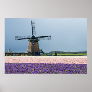 Traditionelle Windmühle mit rosa und violetten Blu Poster