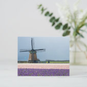 Traditionelle Windmühle mit rosa und violetten Blu Postkarte (Stehend Vorderseite)