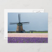 Traditionelle Windmühle mit rosa und violetten Blu Postkarte (Vorne/Hinten)