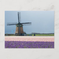 Traditionelle Windmühle mit rosa und violetten Blu