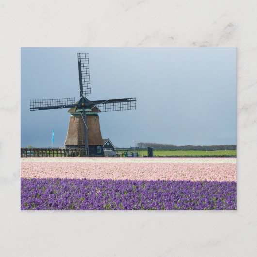 Traditionelle Windmühle mit rosa und violetten Blu Postkarte (Vorderseite)