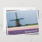 Traditionelle Windmühle mit rosa und violetten Blu Postkarte (Vorne/Hinten)