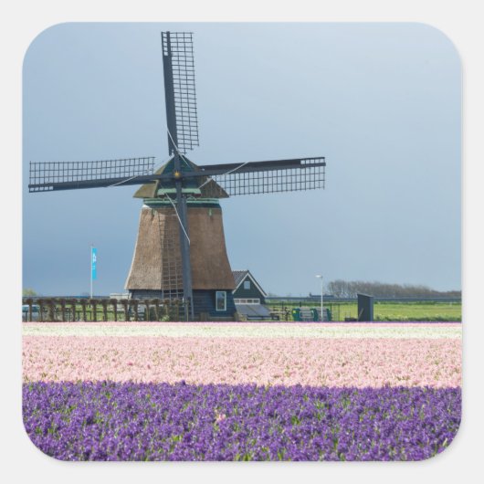 Traditionelle Windmühle mit rosa und violetten Blu Quadratischer Aufkleber (Vorderseite)