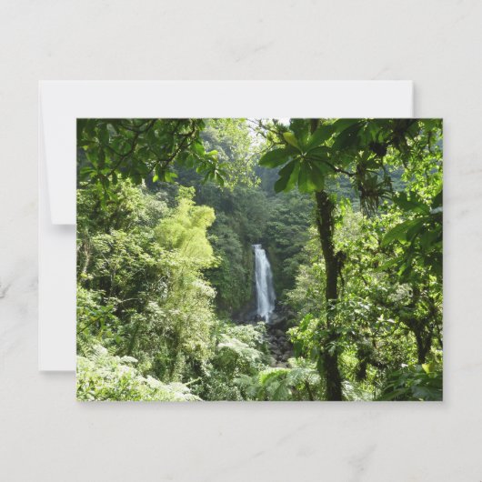 Trafalgar Falls Tropical Rainforest Fotografie (Vorderseite)