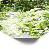 Trafalgar Falls Tropical Rainforest Fotografie (Ecke)