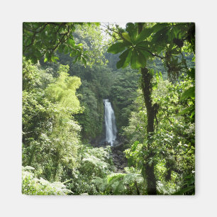 Trafalgar Falls Tropical Rainforest Fotografie Magnet