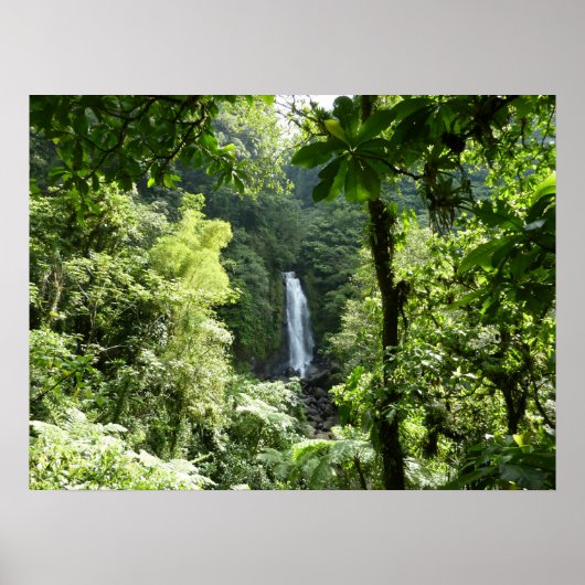Trafalgar Falls Tropical Rainforest Fotografie Poster (Vorne)