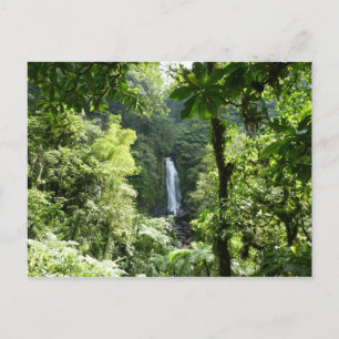 Trafalgar Falls Tropical Rainforest Fotografie Postkarte