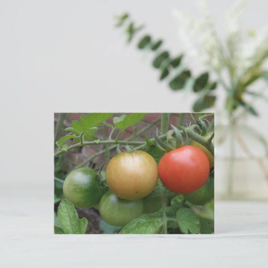 Traffic Light Tomates Postkarte (Stehend Vorderseite)