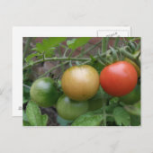 Traffic Light Tomates Postkarte (Vorne/Hinten)