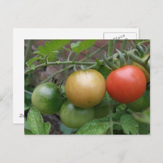 Traffic Light Tomates Postkarte (Vorne/Hinten)
