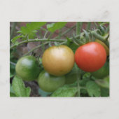 Traffic Light Tomates Postkarte (Vorderseite)