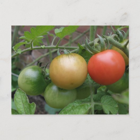 Traffic Light Tomates Postkarte (Vorderseite)