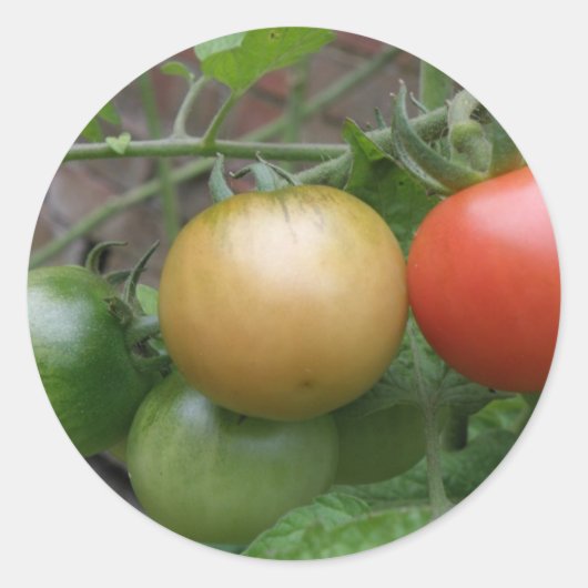Traffic Light Tomates Stickers (Vorderseite)