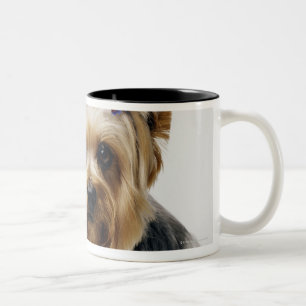 Tragende Rotbögen Yorkshire-Terriers Zweifarbige Tasse