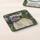 Tragende Schutzbrillen der Chihuahua Getränkeuntersetzer (Linke Seite)