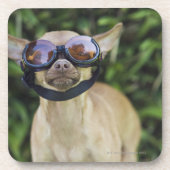 Tragende Schutzbrillen der Chihuahua Getränkeuntersetzer (Vorderseite)
