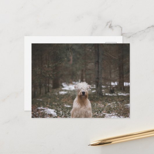 Tragfähigkeit im Wald Postkarte (Vorderseite/Rückseite Beispiel)