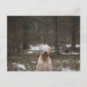 Tragfähigkeit im Wald Postkarte (Vorderseite)