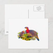Tragopan oder Graubündig Tragopan Postkarte (Vorne/Hinten)