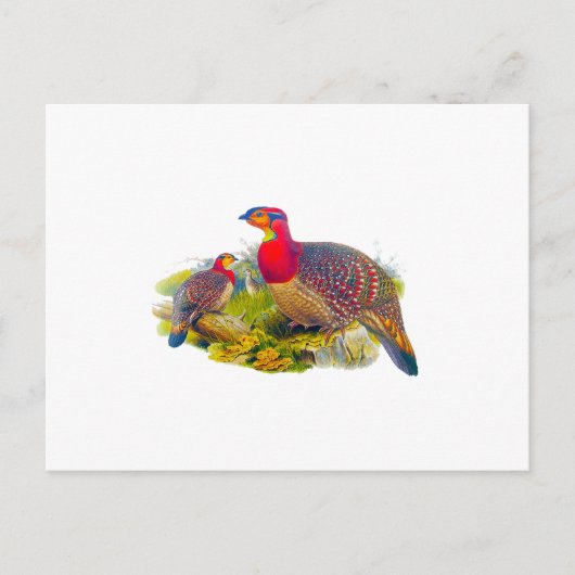 Tragopan oder Graubündig Tragopan Postkarte (Vorderseite)