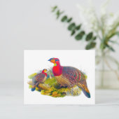 Tragopan Postkarte (Stehend Vorderseite)