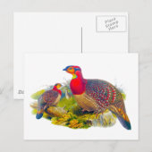 Tragopan Postkarte (Vorne/Hinten)