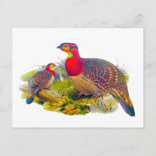 Tragopan Postkarte