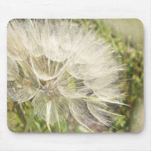 Tragopogon dubius - Gelber Ziegenbart Mousepad (Vorne)