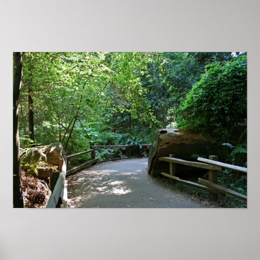 "Trail Break", Muir Woods Poster (Vorne)