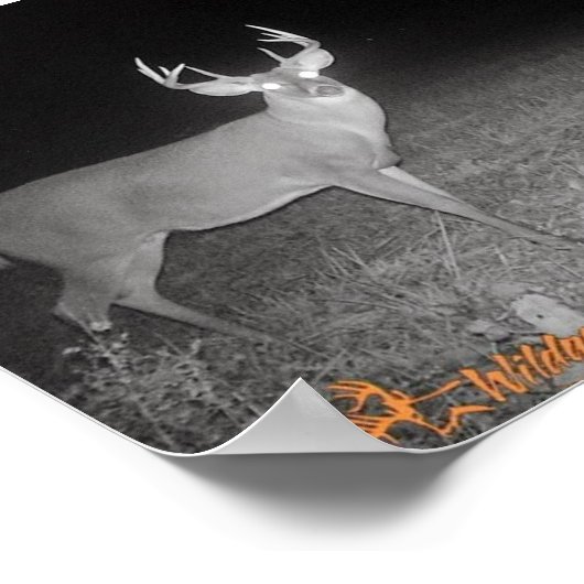 Trail Camera Buck Poster (Ecke)