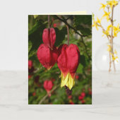 Trailing Abutilon Karte (Gelbe Blume)