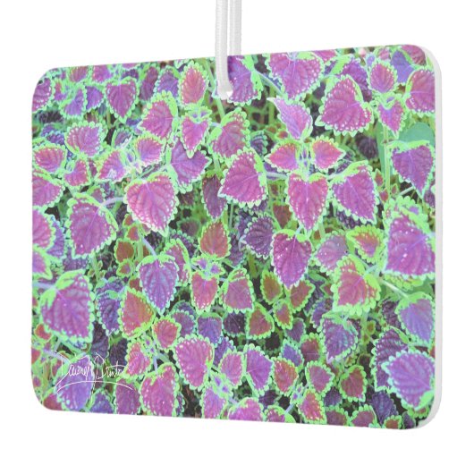 Trailing Burgundy Coleus Autolufterfrischer (Links)